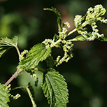 Stinging nettle botanical ingredient