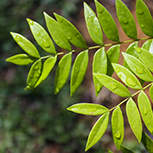 Tongkat ali botanical ingredient