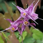 Horny goat weed botanical ingredient